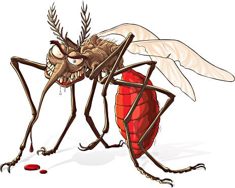 komarac-mosquito